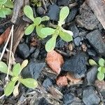 Holosteum umbellatum Leaf