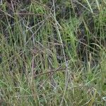 Andropogon distachyos Habit