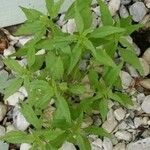 Parietaria pensylvanica Агульны выгляд