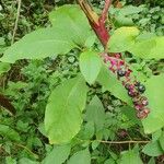 Phytolacca americana Fruit