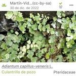 Adiantum capillus-veneris Φύλλο