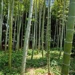 Phyllostachys edulis Rinde