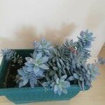 Graptopetalum paraguayenseКвітка