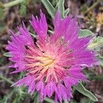 Centaurea pullata Flor