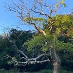 Catalpa ovata Staniste