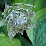 Hosta sieboldiana Flower