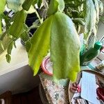Schlumbergera bridgesii Fulla