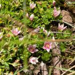 Anagallis alternifolia Blomma