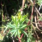 Euphorbia segetalis Leaf