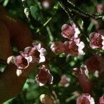 Penstemon utahensis Flor