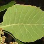 Curatella americana Fuelha
