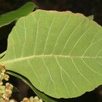 Curatella americana Leaf