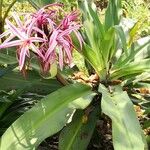 Crinum × amabile Habit