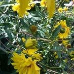 Helianthus giganteusFlower