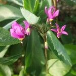 Dodecatheon meadia Flower