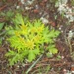 Sanicula arctopoides Flower