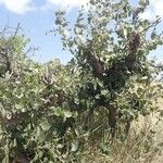 Cordia monoica عادت داشتن