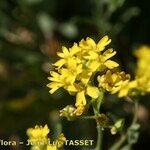 Aurinia petraea Blüte