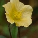 Sida rhombifolia Blüte