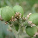 Solanum nudum Fruit