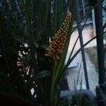 Kniphofia uvaria花