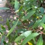 Maytenus boaria Hoja