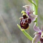 Ophrys occidentalis x Ophrys scolopax