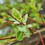 Salix repens Leaf