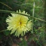 Crepis albidaКветка