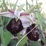 Ophrys exaltata Blomma