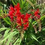 Crocosmia x crocosmiiflora Flor