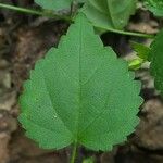 Sida cordata Frunză