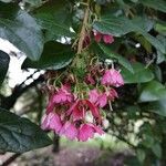 Vallea stipularis Flower