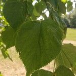 Tilia x europaea Blad