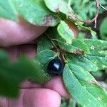 Vaccinium membranaceum Plod