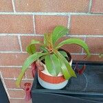 Nepenthes spp. موطن