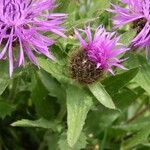 Centaurea uniflora Други