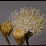 Chaenactis carphoclinia Flor