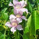 Bignonia aequinoctialis Blomst