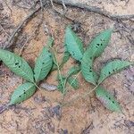 Vitex pinnata Blatt