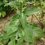Verbascum chaixii 葉