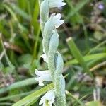 Spiranthes spiralis फूल