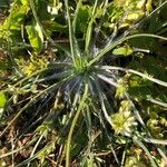 Plantago argentea Leaf