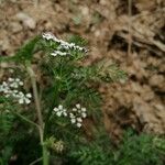 Caucalis platycarpos Flor