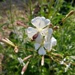 Silene andryalifolia Цветок