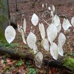 Lunaria rediviva Fruit