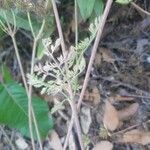 Daucus pusillus Folha