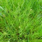 Plantago afra Облик