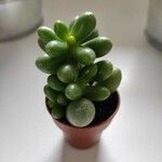 Sedum hernandezii Foglia