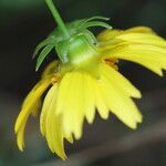 Coreopsis auriculata Flower